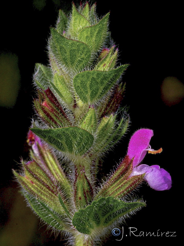 Salvia viridis.07