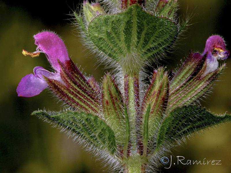 Salvia viridis.08