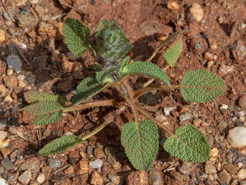 Salvia viridis.12