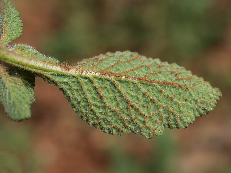 Salvia viridis.14
