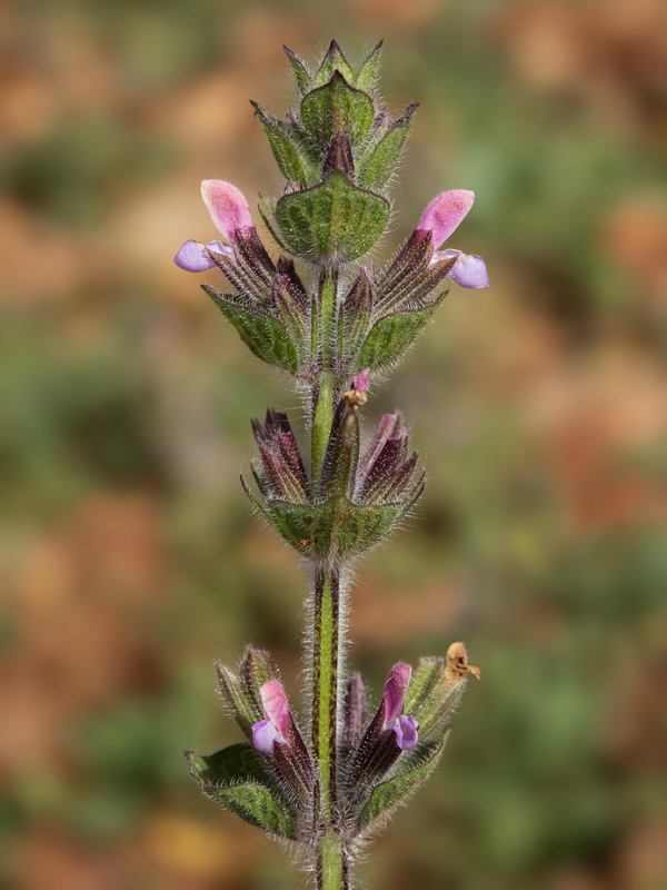 Salvia viridis.03