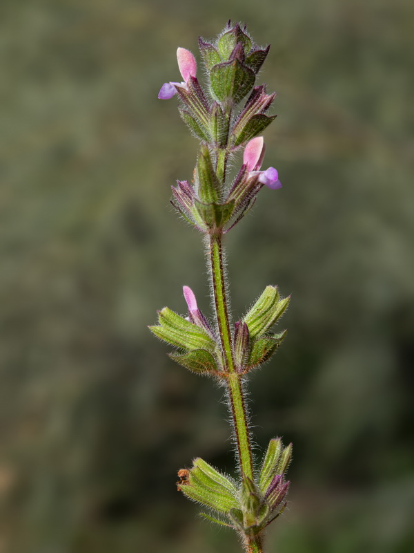 Salvia viridis.20