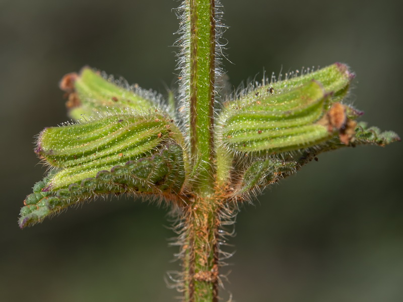Salvia viridis.21