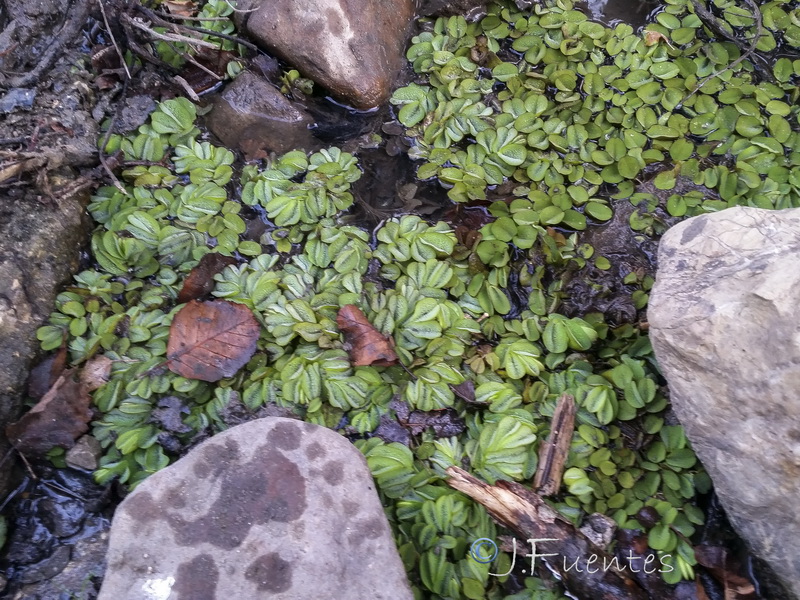 Salvinia natans.02