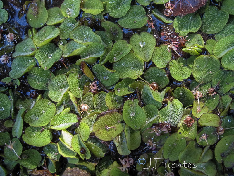 Salvinia natans.04
