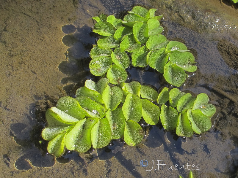 Salvinia natans.05