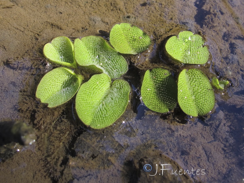 Salvinia natans.07
