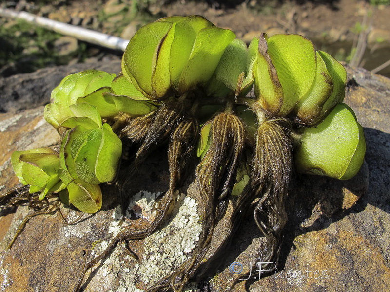 Salvinia natans.08