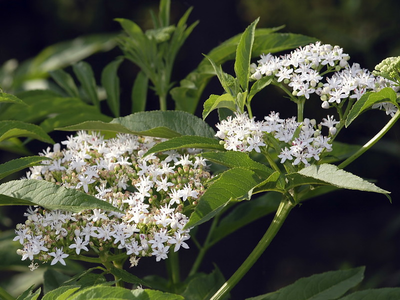 Sambucus ebulus.04