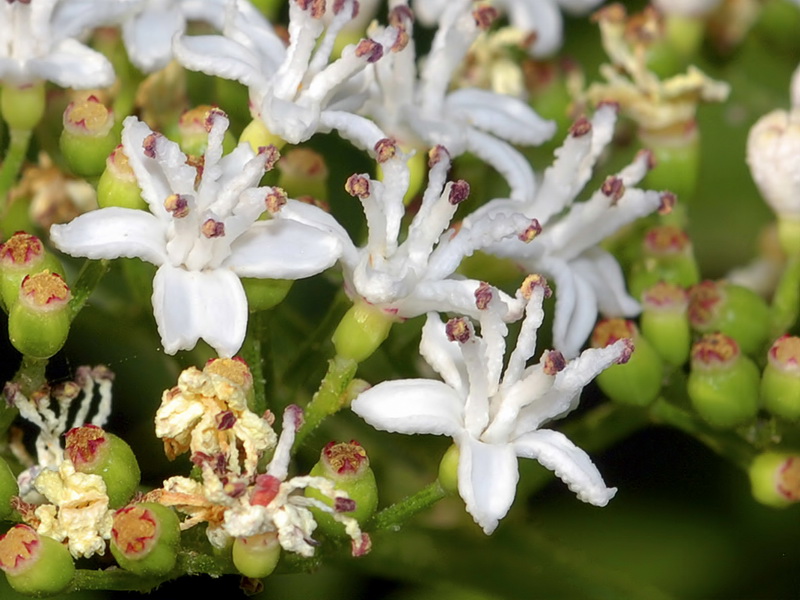 Sambucus ebulus.09