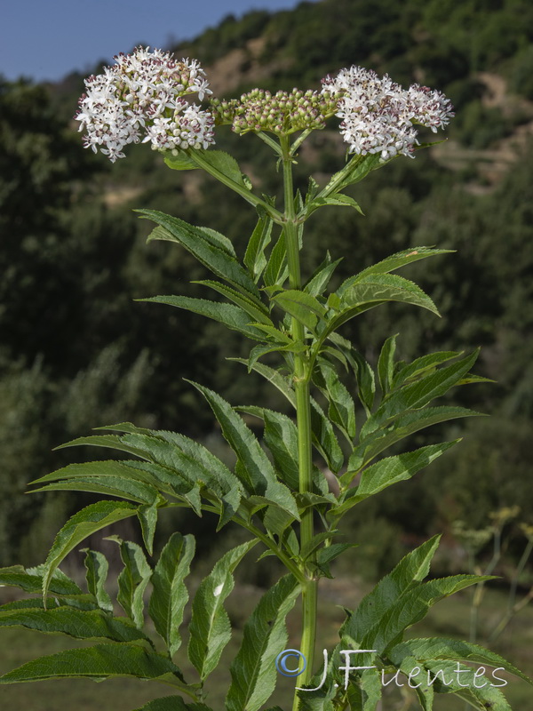 Sambucus ebulus.01