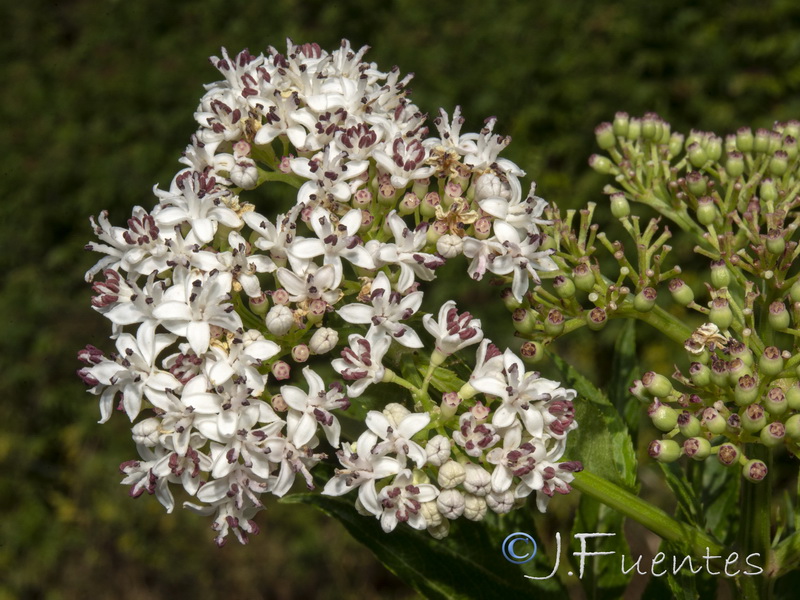 Sambucus ebulus.05