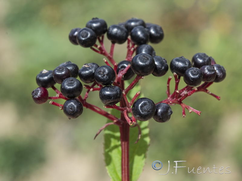 Sambucus ebulus.15