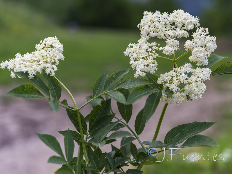Sambucus nigra.01