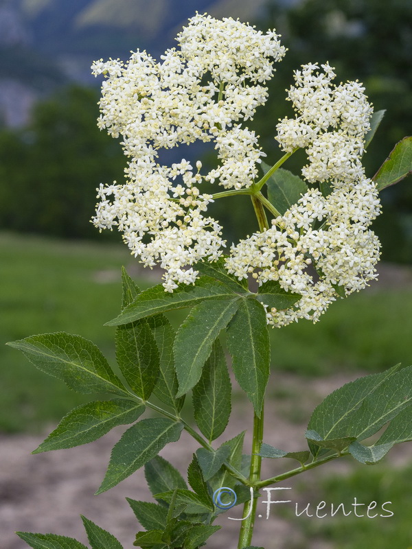 Sambucus nigra.03