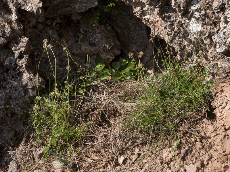 Sanguisorba ancistroides.01