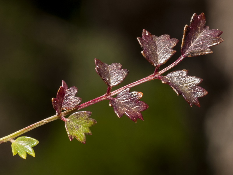 Sanguisorba ancistroides.09