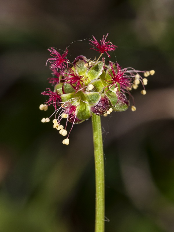 Sanguisorba ancistroides.11