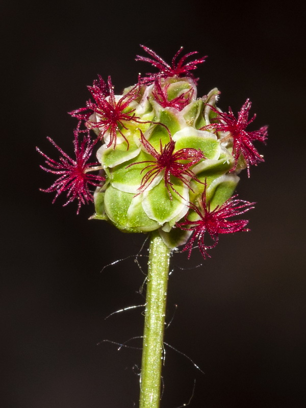 Sanguisorba ancistroides.13