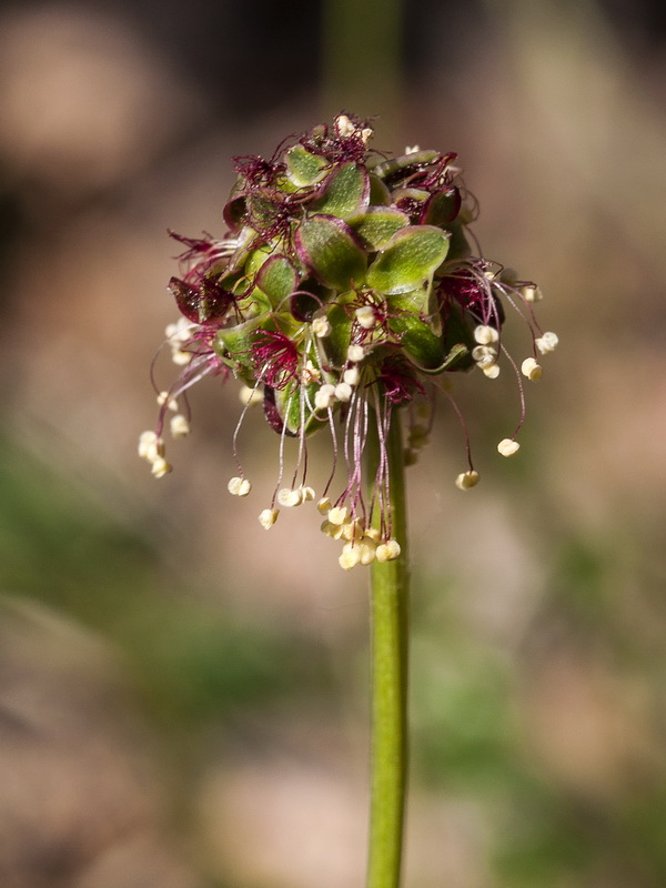 Sanguisorba ancistroides.14