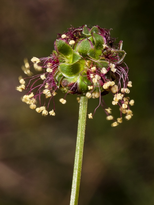 Sanguisorba ancistroides.15