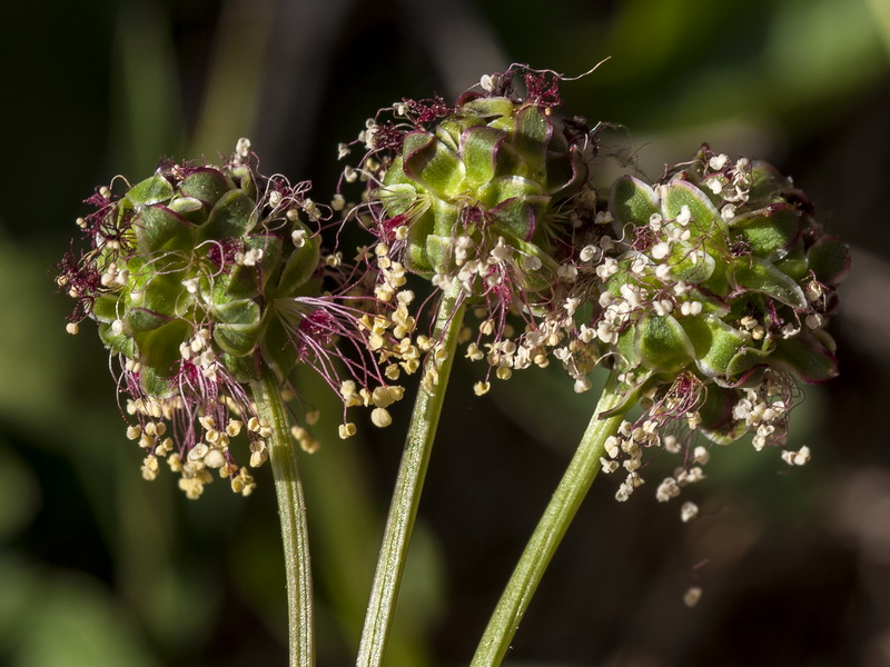 Sanguisorba ancistroides.16