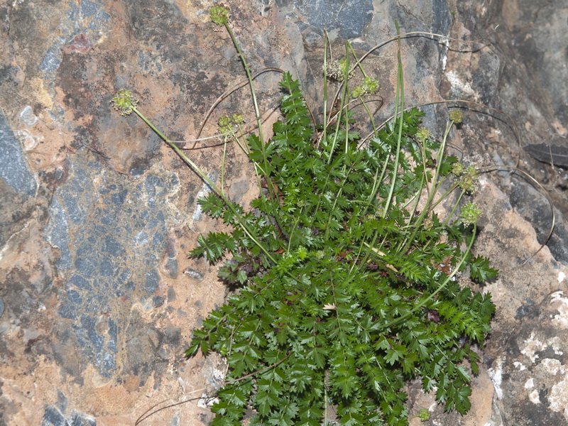 Sanguisorba ancistroides.18