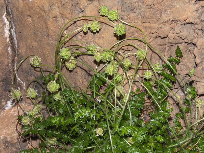 Sanguisorba ancistroides.19