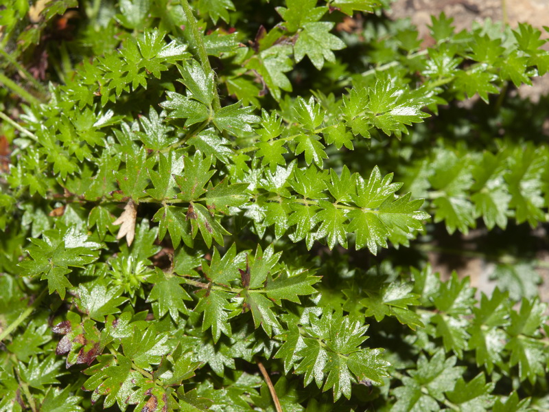 Sanguisorba ancistroides.20