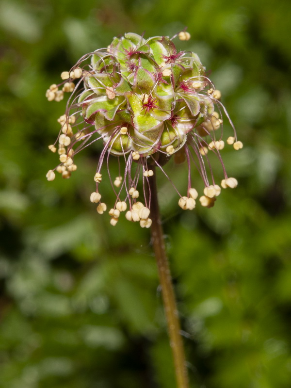 Sanguisorba ancistroides.22