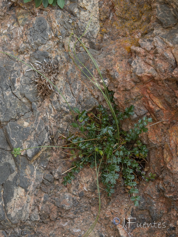 Sanguisorba ancistroides.01