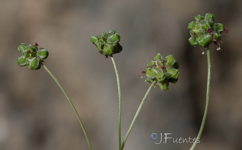 Sanguisorba ancistroides.30