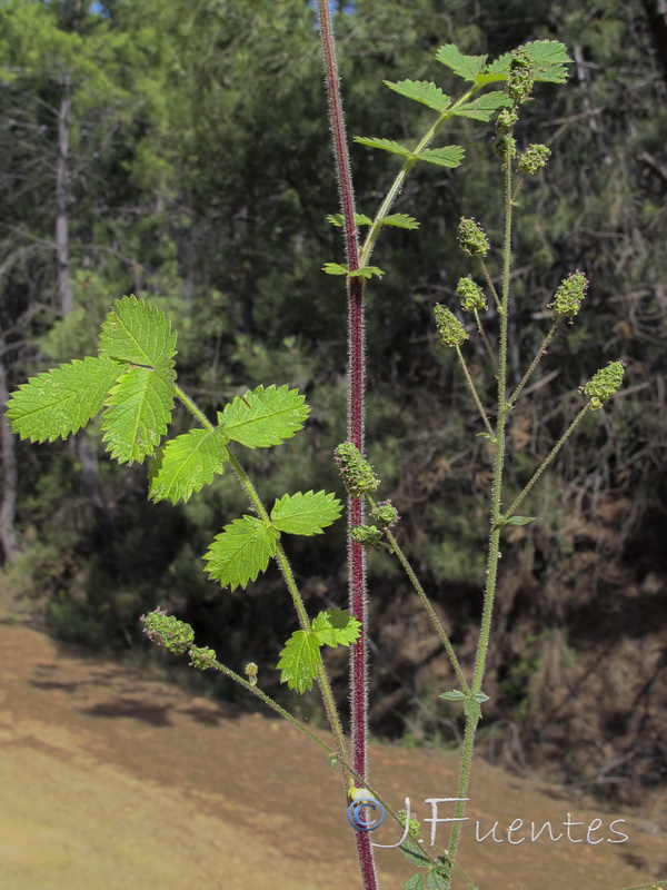 Sanguisorba hybrida.01