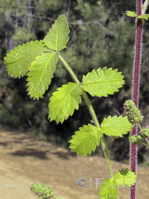 Sanguisorba hybrida.02