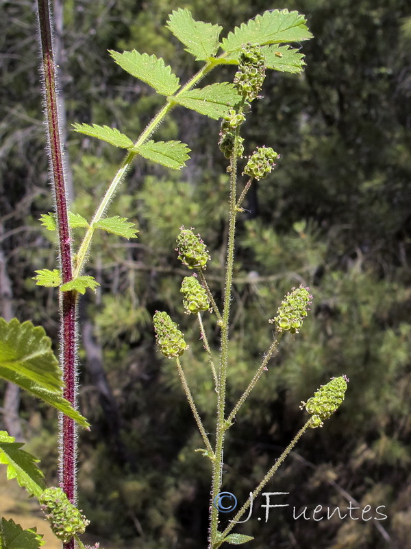 Sanguisorba hybrida.03