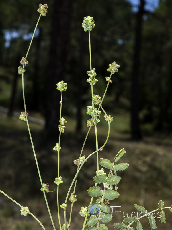Sanguisorba lateriflora.01