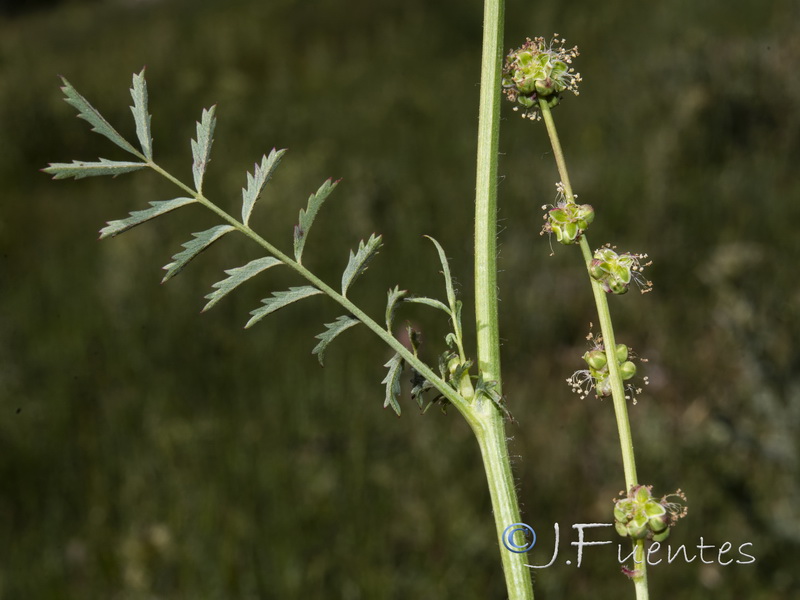 Sanguisorba lateriflora.02
