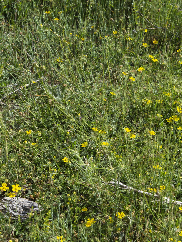 Sanguisorba lateriflora.06