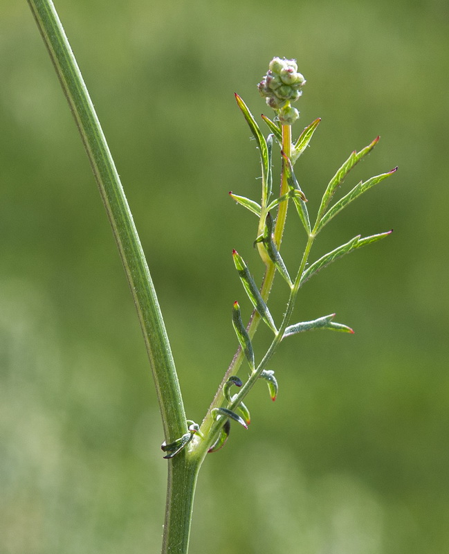 Sanguisorba lateriflora.08