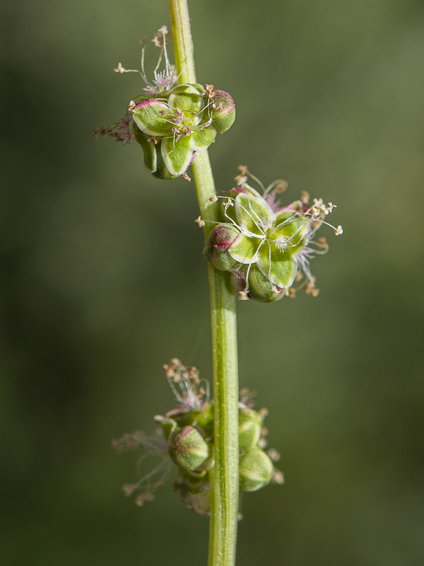 Sanguisorba lateriflora.11