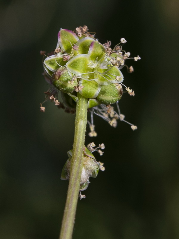 Sanguisorba lateriflora.14