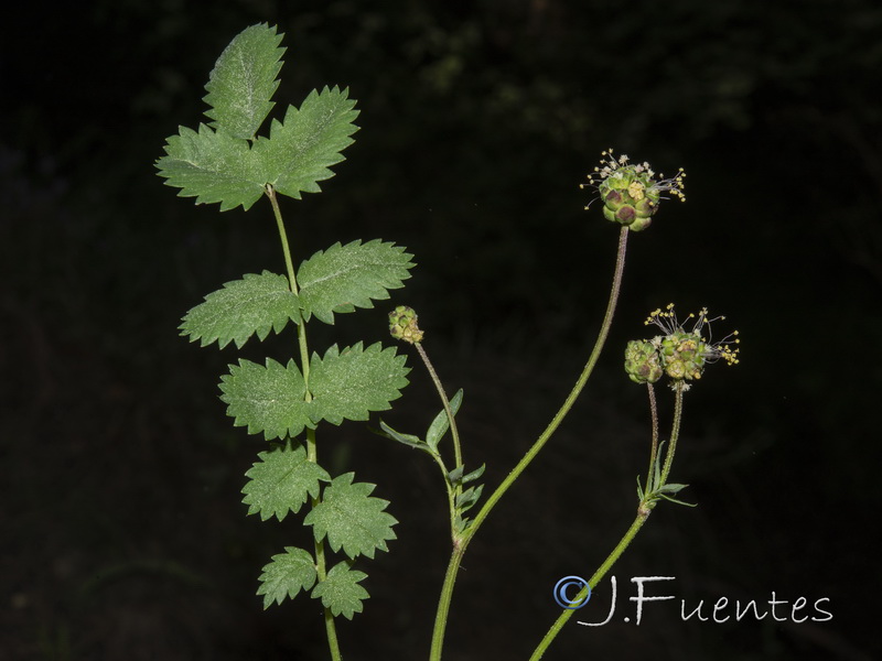 Sanguisorba minor balearica.02