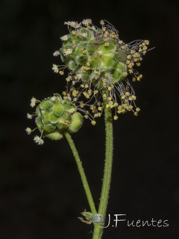 Sanguisorba minor balearica.03