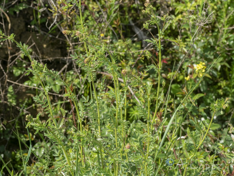 Sanguisorba minor balearica.04