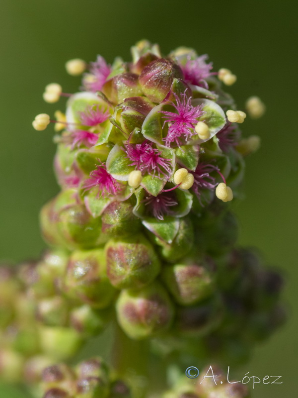 Sanguisorba minor balearica.09