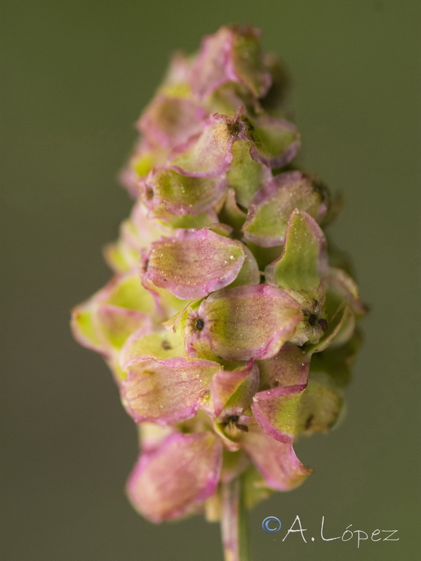 Sanguisorba minor balearica.10