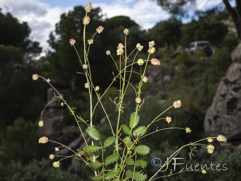 Sanguisorba minor minor.01