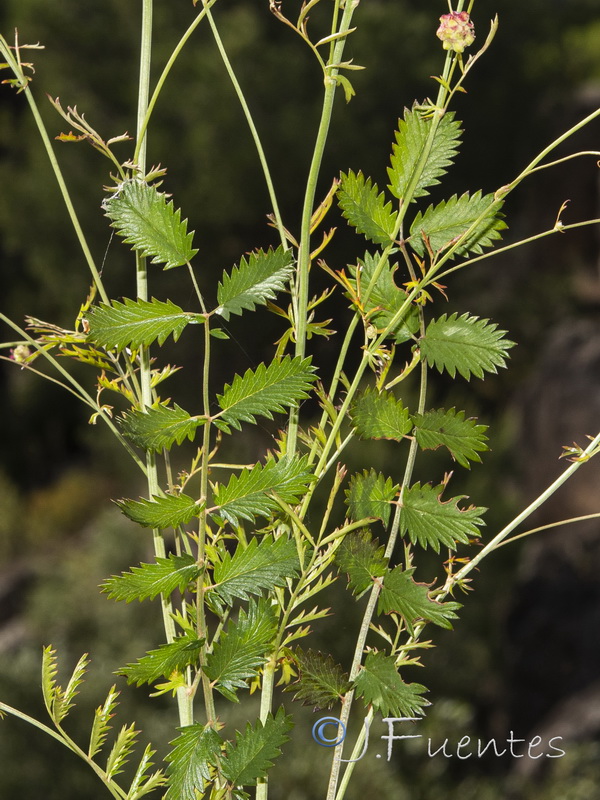 Sanguisorba minor minor.02