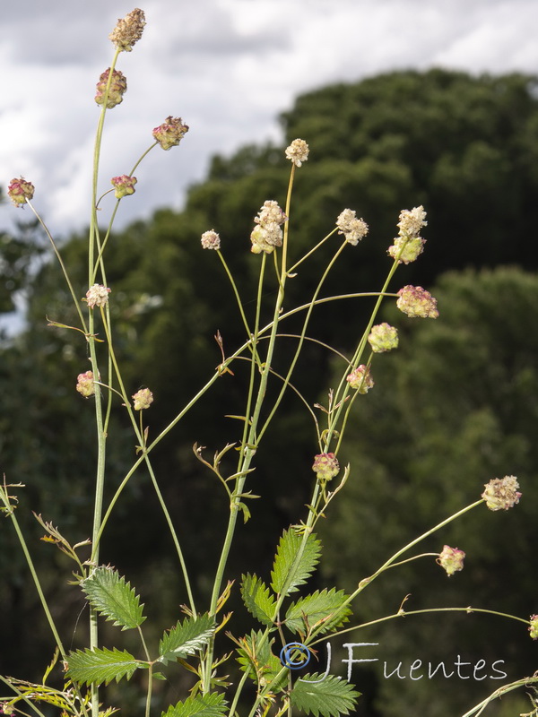 Sanguisorba minor minor.03