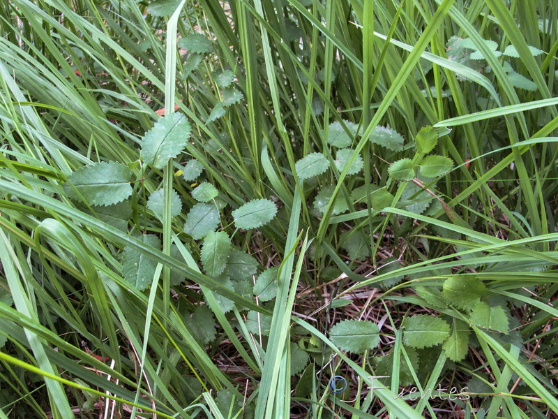 Sanguisorba officinalis.02